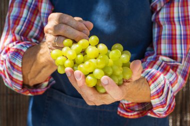 Kıdemli adam, çiftçi, el ele tutuşan işçi organik taze üzüm hasadı. Biyolojik ve organik kültürler, tarım, özel bahçe, meyve bahçesi, üzüm bağı, doğal ekonomi. Sonbahar, sonbahar zamanı.