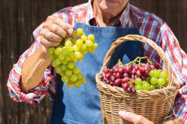Kıdemli adam, çiftçi, el ele tutuşan işçi organik taze üzüm hasadı. Biyolojik ve organik kültürler, tarım, özel bahçe, meyve bahçesi, üzüm bağı, doğal ekonomi. Sonbahar, sonbahar zamanı.