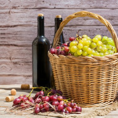 Sepette taze organik şarap üzümü hasat et. Biyolojik ve organik kültürler, tarım, özel bahçe, meyve bahçesi, üzüm bağı, doğal ekonomi. Sonbahar, sonbahar zamanı.