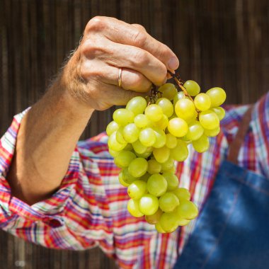 Kıdemli adam, çiftçi, el ele tutuşan işçi organik taze üzüm hasadı. Biyolojik ve organik kültürler, tarım, özel bahçe, meyve bahçesi, üzüm bağı, doğal ekonomi. Sonbahar, sonbahar zamanı.