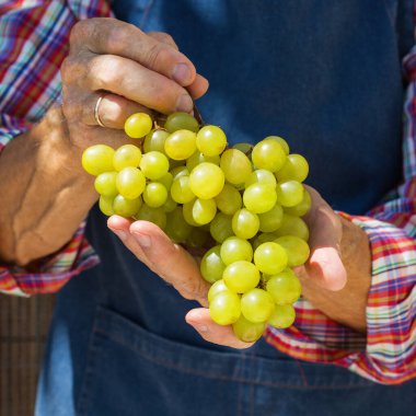 Kıdemli adam, çiftçi, el ele tutuşan işçi organik taze üzüm hasadı. Biyolojik ve organik kültürler, tarım, özel bahçe, meyve bahçesi, üzüm bağı, doğal ekonomi. Sonbahar, sonbahar zamanı.
