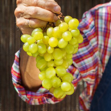 Kıdemli adam, çiftçi, el ele tutuşan işçi organik taze üzüm hasadı. Biyolojik ve organik kültürler, tarım, özel bahçe, meyve bahçesi, üzüm bağı, doğal ekonomi. Sonbahar, sonbahar zamanı.