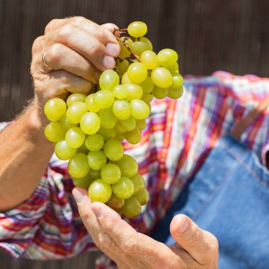 Kıdemli adam, çiftçi, el ele tutuşan işçi organik taze üzüm hasadı. Biyolojik ve organik kültürler, tarım, özel bahçe, meyve bahçesi, üzüm bağı, doğal ekonomi. Sonbahar, sonbahar zamanı.
