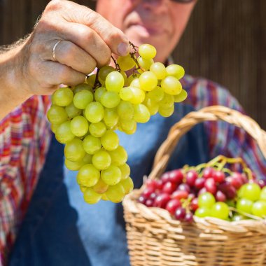 Kıdemli adam, çiftçi, el ele tutuşan işçi organik taze üzüm hasadı. Biyolojik ve organik kültürler, tarım, özel bahçe, meyve bahçesi, üzüm bağı, doğal ekonomi. Sonbahar, sonbahar zamanı.