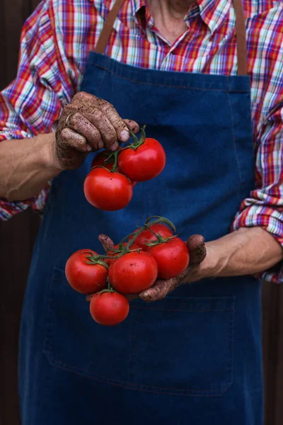 シニア男 有機新鮮なトマトの収穫を手に労働者 バイオ 有機文化 プライベートガーデン 果樹園 自然経済 — ストック写真