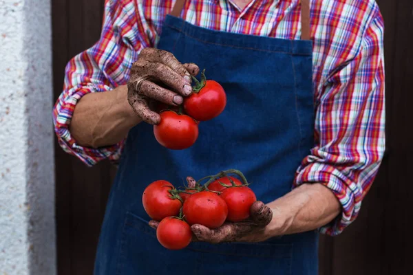 Hombre Mayor Agricultor Trabajador Sosteniendo Las Manos Cosecha Tomate Fresco —  Fotos de Stock