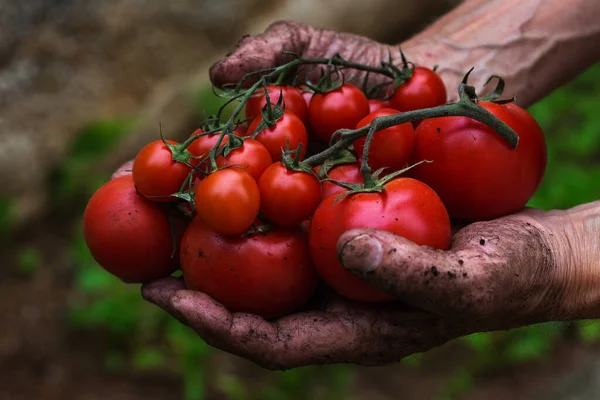 Hombre Mayor Agricultor Trabajador Sosteniendo Las Manos Cosecha Tomate Fresco —  Fotos de Stock