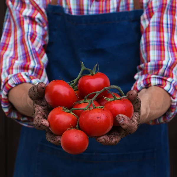 Senior Man Farmer Worker Holding Hands Harvest Organic Fresh Tomato — Stock Photo, Image