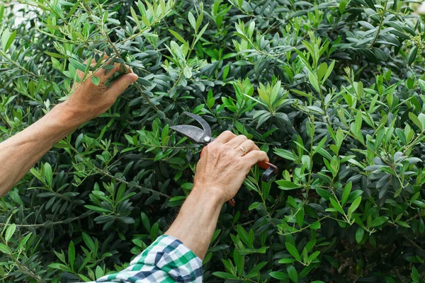 Yeşil zeytin ağacını kesen kıdemli çiftçi bahçesinde, bahçesinde elinde budama makinesiyle. Mevsimlik, yaz, sonbahar, ev yapımı, hobi, bahçe işleri..