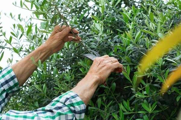 上級農家彼のプライベートガーデン 果樹園で手に庭のプルーンで緑のオリーブの木を切断します 自家栽培 園芸の概念 — ストック写真