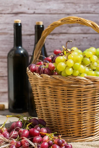 Sepette taze organik şarap üzümü hasat et. Biyolojik ve organik kültürler, tarım, özel bahçe, meyve bahçesi, üzüm bağı, doğal ekonomi. Sonbahar, sonbahar zamanı.