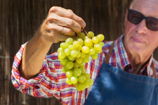 Homme Âgé Agriculteur Ouvrier Exploitant Mains Propres Récolte Raisins Frais — Photo