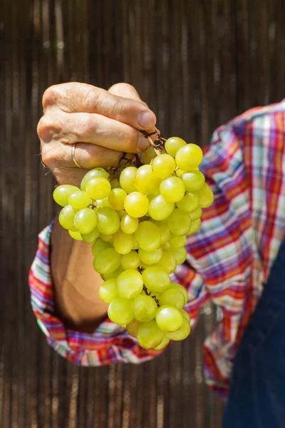 Starszy Pan Farmer Pracownik Trzymający Rękach Zbiory Organicznych Świeżych Winogron — Zdjęcie stockowe