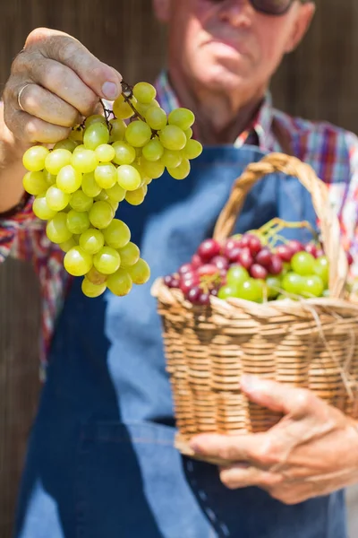 Homme Âgé Agriculteur Ouvrier Exploitant Mains Propres Récolte Raisins Frais — Photo