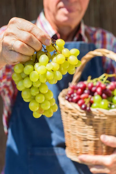 Homme Âgé Agriculteur Ouvrier Exploitant Mains Propres Récolte Raisins Frais — Photo