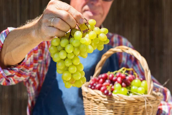 Homme Âgé Agriculteur Ouvrier Exploitant Mains Propres Récolte Raisins Frais — Photo