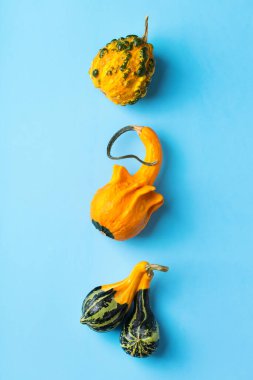 Sonbahar sonbaharı Şükran Günü kompozisyonu dekoratif portakal kabakları ve kuru yapraklarla. Düz konum, üst görünüm, kopyalama alanı, tebrik kartı için durgun yaşam arkaplanı