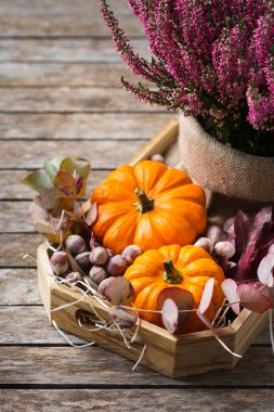 Dekoratif turuncu balkabakları ve mor fundalarla yaratıcı sonbahar şükran günü kompozisyonu. Hayat ahşap arka plan. Çiçeksel, botanik konsept.
