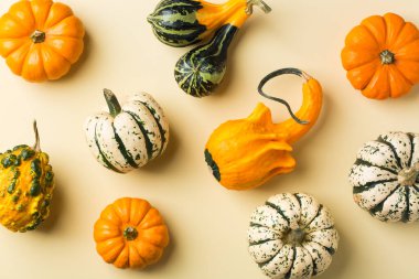 Dekoratif balkabaklı yaratıcı sonbahar şükran günü kompozisyonu. Düz yatış, üst görünüm, yaşam sarı arka plan tebrik kartı için