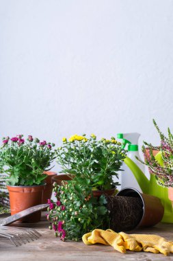 Evde kalırken bahçıvanlık, organ nakli. Sonbahar çiçekleri ekme ve büyütme, çevre dostu hobi ve eğlence kavramı.