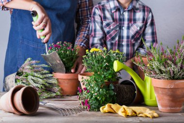 Bahçıvan, baba ve çocuk, evde kalırken çocuk. Aktivite zihinsel ve beyin sağlığını canlandırır. Sonbahar çiçekleri dikmek ve büyütmek, çevre dostu hobi ve eğlence, aile zaman kavramı..