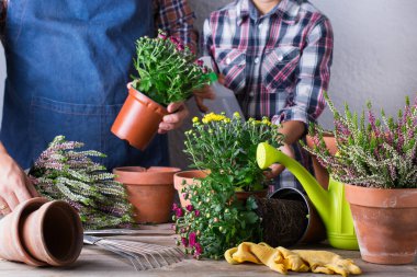 Bahçıvan, baba ve çocuk, evde kalırken çocuk. Aktivite zihinsel ve beyin sağlığını canlandırır. Sonbahar çiçekleri dikmek ve büyütmek, çevre dostu hobi ve eğlence, aile zaman kavramı..