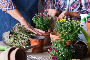 Bahçıvan, baba ve çocuk, evde kalırken çocuk. Aktivite zihinsel ve beyin sağlığını canlandırır. Sonbahar çiçekleri dikmek ve büyütmek, çevre dostu hobi ve eğlence, aile zaman kavramı..