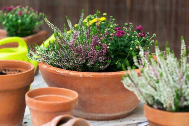 Terracotta çiçek saksıları sonbahar kompozisyonu ile kasımpatı ve arka bahçede fundalık 