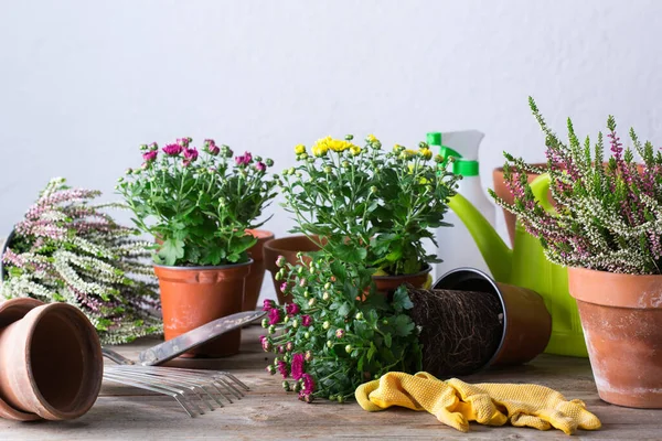 Jardinagem Processo Transplante Durante Estadia Casa Plantio Crescente Outono Flores — Fotografia de Stock