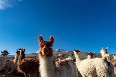 Alpakalar ve Lamas, Coqueza, Bolivya 