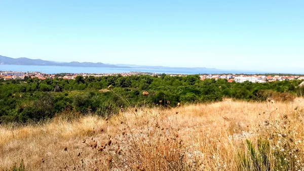 Deniz kenarında bir şehrin yakınında yemyeşil bir orman.