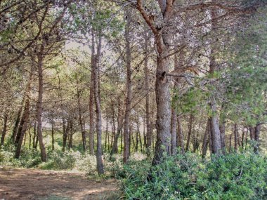 Çam ormanı ile yaz güneşli gün boyunca kaseler.