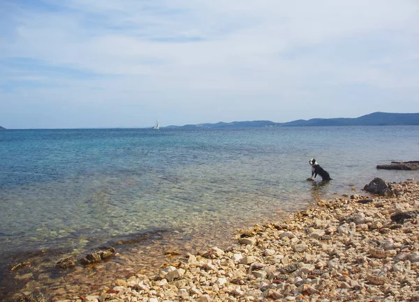 Σκύλος Στην Παραλία Και Βλέποντας Την Ήρεμη Θάλασσα — Φωτογραφία Αρχείου