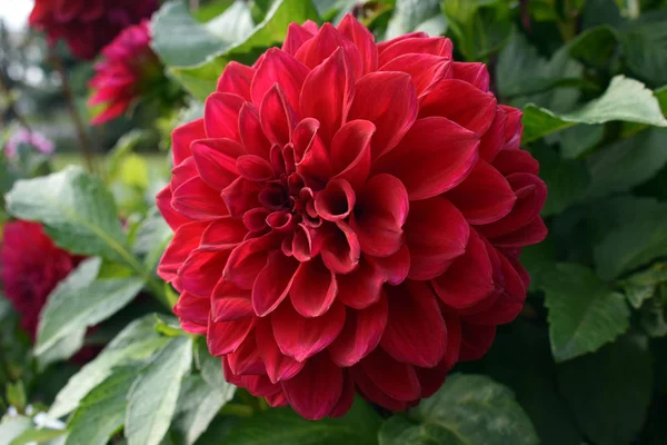 Röd fin blomma dahlia trädgård i sommar — Stockfoto