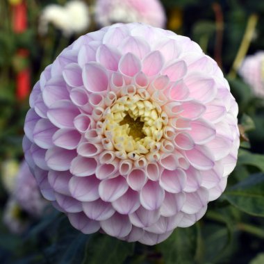 Menekşe güzel çiçek dahlia Bahçe, yaz makro