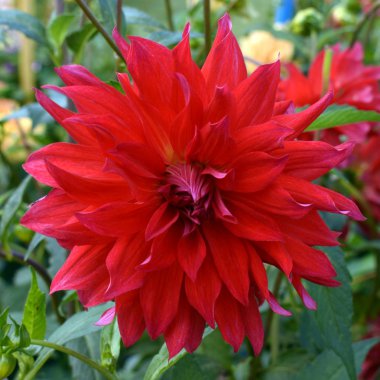 Kırmızı güzel çiçek yıldız çiçeği Bahçesi yaz aylarında