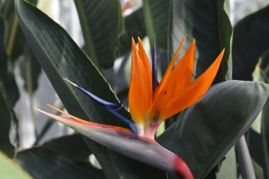 STERLİÇYA turuncu çiçek bir vinç kuş benzer