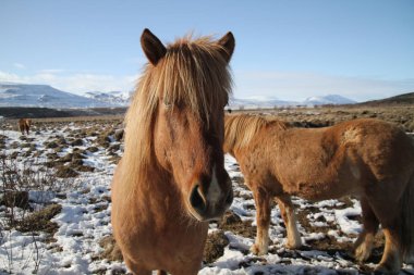 İzlandalı atlar. İzlanda at İzlanda'geliştirilen at çeşidi. Atları küçük olmasına rağmen zaman zaman pony boy, çoğu kayıt defterleri için İzlandaca bir at kadar başvurmak.