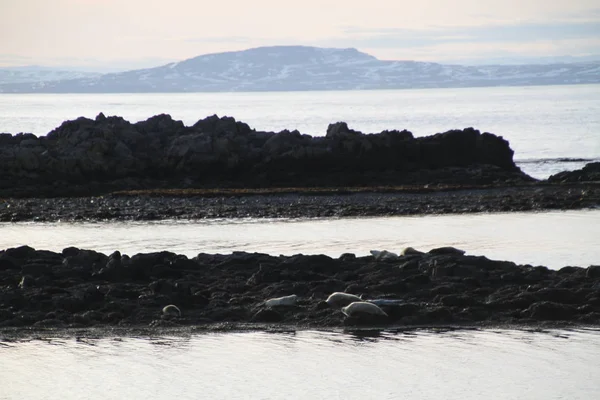 Tätning Island Harbour Seal Oceanen Tätningar Området Nära Grundarfjordur — Stockfoto