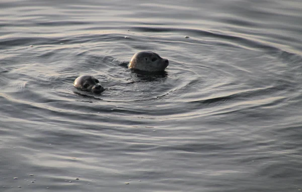 Seal in Iceland. Harbour seal in the ocean, seals in the area near Grundarfjordur.