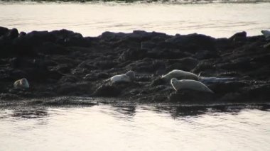İzlanda'mühür. Liman mühür mühür Grundarfjordur yakın alanda Okyanusu,.