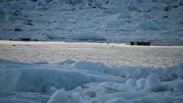 Island Glaciärlagunen Lagoon Vacker Kallt Landskap Bild Isländska Glacier Lagoon — Stockvideo