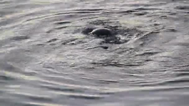 Robben Island Seehunde Ozean Robben Der Nähe Des Grundarfjordur — Stockvideo
