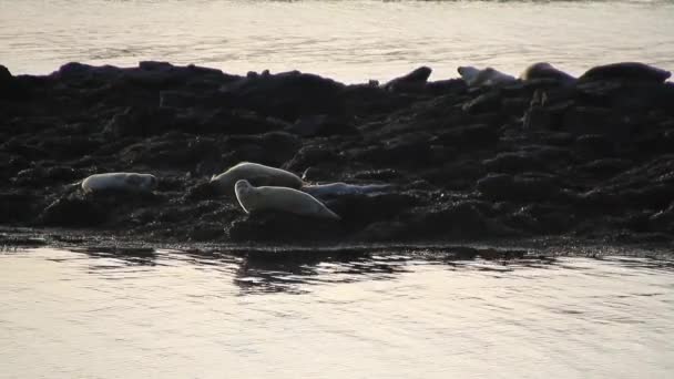 Seal Islande Phoque Commun Dans Océan Phoques Dans Région Près — Video