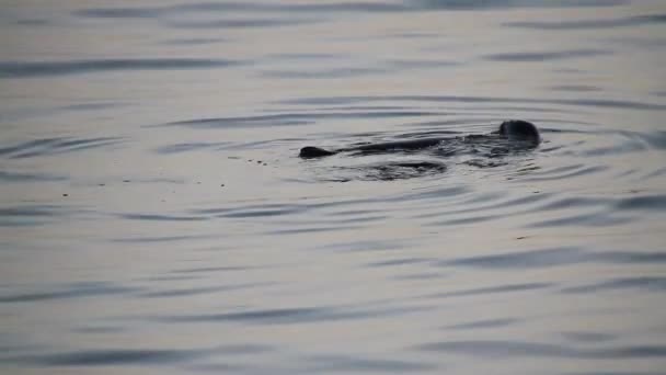 Sello Islandia Foca Del Puerto Océano Focas Zona Cerca Grundarfjordur — Vídeo de stock