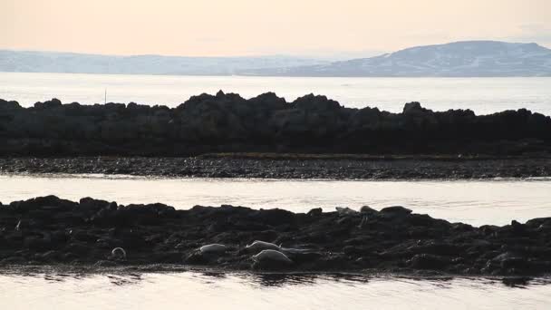 Seal Iceland Harbour Seal Ocean Seals Area Grundarfjordur — Stock Video