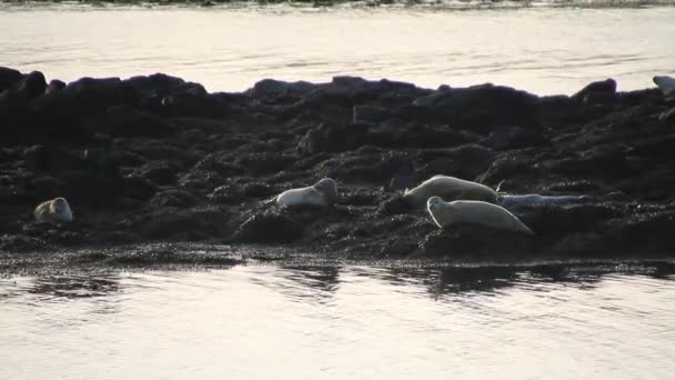 Seal Islande Phoque Commun Dans Océan Phoques Dans Région Près — Video