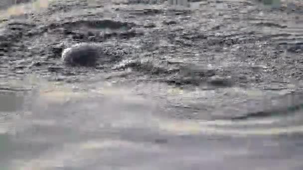 Seal Islande Phoque Commun Dans Océan Phoques Dans Région Près — Video