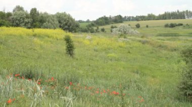 Buğday alan, yatay Ukraynalı yaz. Sonbahar yatay, yeşil ot, ağaç ve sürülmüş alan. 
