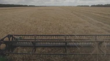 Hasat makine alanında çalışan. Hasat, altın olgun buğday alan hasat Tarım makineleri birleştirin. Tarım. Buğday hasat. Combain buğday ürün üzerinde toplar. Tahıl hasat.